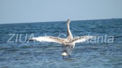 Irina Lucia Mihalca Celălalt trup ~ o nouă viaţă