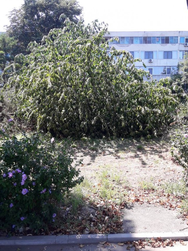 raspuns socant al proprietarului terenului de pe lapusneanu unde au fost taiati cei 15 copaci primaria