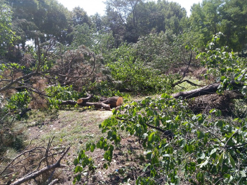 raspuns socant al proprietarului terenului de pe lapusneanu unde au fost taiati cei 15 copaci primaria