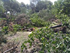 O nouă amendă pentru familia Caceandone, proprietara terenului de pe care au fost tăiaţi 15 copaci sănătoşi!