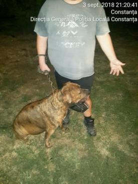 Constanţa. Staţionările neregulamentare, comerţul ilicit şi proprietarii de câini periculoşi, în vizorul poliţiştilor (galerie foto)
