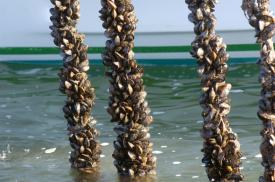 INCDM „Grigore Antipa“ Constanța organizează curs de instruire pentru acvacultura midiilor