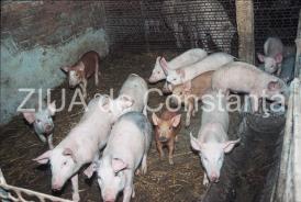 Evoluţia pestei porcine. Care este zona cu cele mai multe focare  