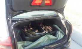 Judeţul Constanţa Peste 60 kilograme de peşte fără documente, depistate într-un autoturism