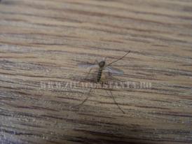  Două noi decese la Constanţa, în urma infecţiei cu virusul West Nile, față de ultima statistică