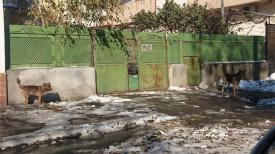 Constănțeanul supărat Constănțean, mușcat de câine chiar de Ziua Națională 