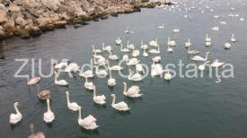 Imaginea zilei. Peisaj încântător în Portul Constanța. Ce a apărut în această dimineață pe luciul apei (galerie foto+video)