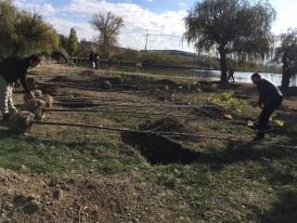 A început plantarea de arbori la Pavilionul Exozițional Constanța. Câți copaci vor fi plantați (galerie foto)