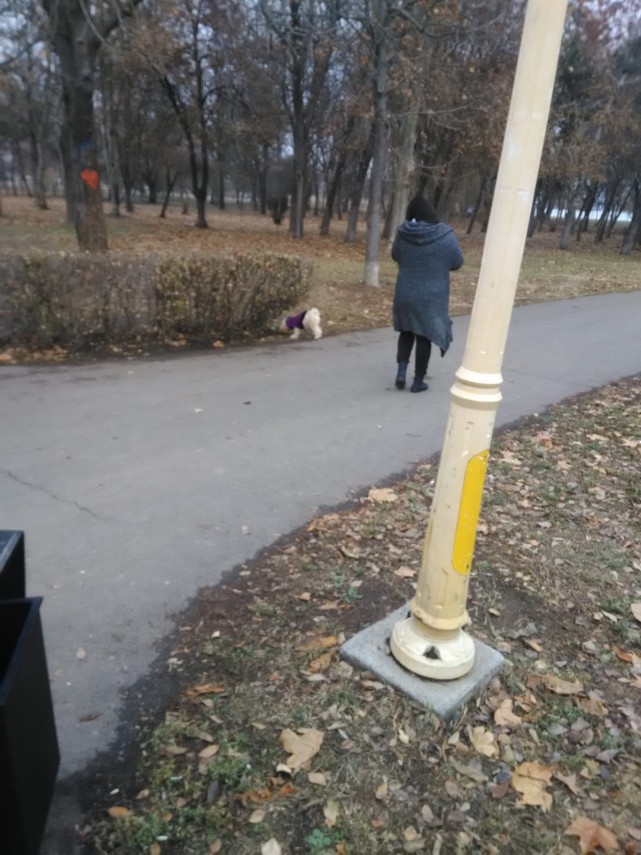 zeci de amenzi aplicate de politistii locali din constanta intr o singura zi ce nereguli au fost sesizate