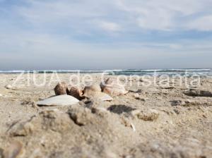 centrulnatura.ro Basmul „Harap Alb” văzut cu alți ochi  