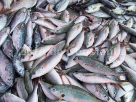 Granbis SRL şi Matra SRL au semnat cu Unitatea Militară 02022 Constanţa (document)