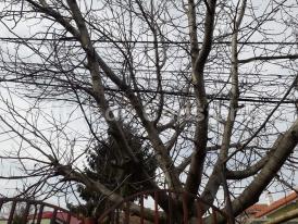 Constănţenii cer toaletarea unui nuc de pe strada Emil Racoviţă. Oferă umbră, dar poate fi periculos (galerie foto)