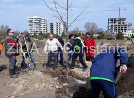 Primarul Decebal Făgădău, laude la adresa acţiunii de plantare de la Ovidius Park         
