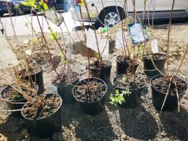 Zeci de arbuști ornamentali vor înfrumuseța municipiul Constanța. În ce zone sunt plantați (galerie foto)