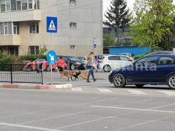 Câinii s-au înmulţit în Constanţa. Curg sesizările către municipalitate! (galerie foto)