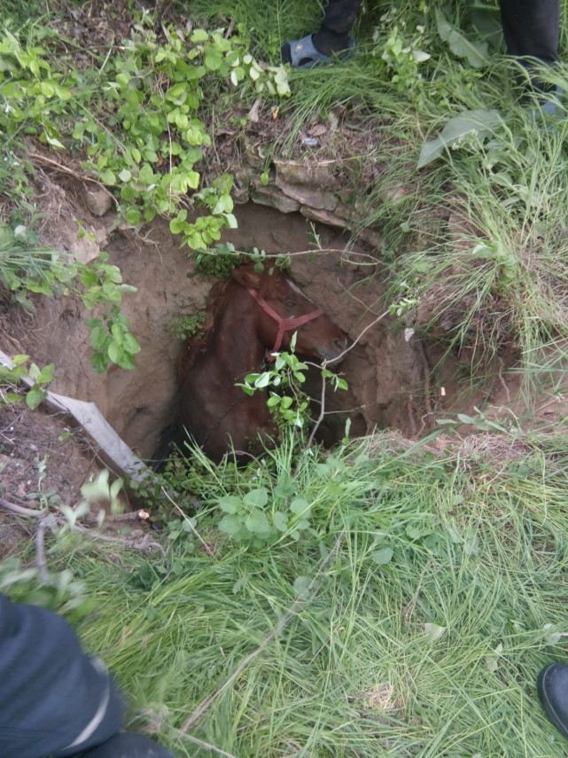 operatiune de salvare a unui cal in judetul tulcea cum s a finalizat galerie foto 690505