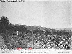 Agricultura și creșterea animalelor în Dobrogea anului 1941 (II)
