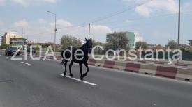 Cal, surprins în plină stradă, pe drumul ce leagă Constanța de Năvodari (galerie foto+video)   
