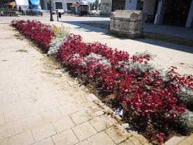 Continuă plantările în municipiul Constanța. Peste 5000 de flori vor înfrumuseța orașul