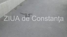 Șarpe, surprins pe strada Avram Iancu din Constanța (galerie foto+video) 