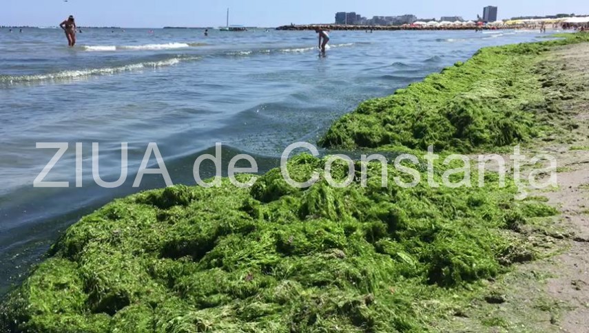 Imagini De Pe Plaja Din Mamaia Invadată De Alge Galerie Video