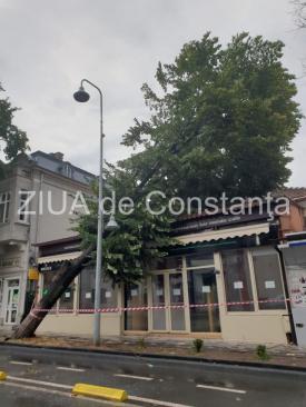 LIVE VIDEO Prăpăd în Constanța! Un copac a căzut peste o casă, pe bulevardul Tomis (video)     