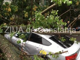 Copaci căzuți pe strada Sucevei din Constanța! Mai multe mașini, avariate! (galerie foto)      