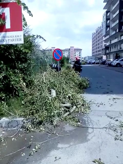 un copac a cazut pe carosabil in mamaia nord mai multe masini au fost avariate 697294 un copac a cazut pe carosabil in mamaia nord mai multe masini au fost avariate 697294