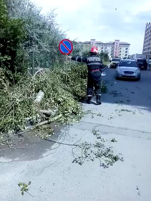 un copac a cazut pe carosabil in mamaia nord mai multe masini au fost avariate 697294 un copac a cazut pe carosabil in mamaia nord mai multe masini au fost avariate 697294