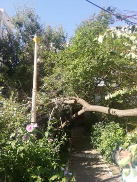 Copacii căzuți în urma furtunii de sâmbătă, continuă să fie îndepărtați de pe domeniul public