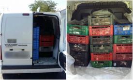 Bucureștean care transporta pește fără acte legale, prins la Midia     