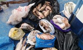 Garda de Coastă Aproape 50 de kilograme de pește au fost confiscate în Ceatalchioi