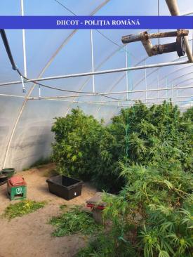 DIICOTBărbați, arestați preventiv într-un dosar de trafic de droguri de risc (galerie foto)