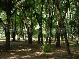 IGPR Acţiune desfăşurată de oamenii legii pentru protejarea pădurilor