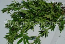 Sondaj de opinie Cum au răspuns românii la întrebarea privind legalizarea canabisului în scop medical