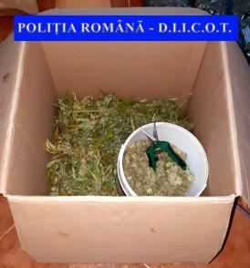 Percheziții domiciliare în Neamț. Peste o sută de kilograme de cannabis