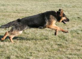 Oficial. S-a stabilit prin lege. Ce se întâmplă cu animalele de serviciu scoase din funcţiune sau declasate 