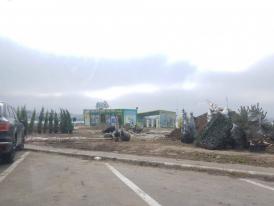 Constănțeanul supărat  Operațiunea „tăierea copacilor“ de pe malul lacului Siutghiol se dovedește a fi, de fapt, o reamenajare a zonei. Parteneriat între Primărie și afaceriștii din Mamaia (galerie foto)