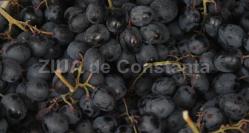 Beneficiile consumului de struguri 