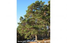 Beneficiile mugurilor de pin