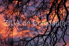 jobjogjoy.com Declarație De Iubire 