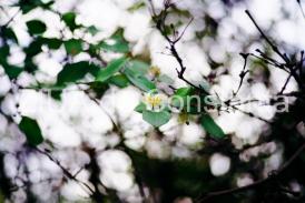 Fotoreportaj Primele semne ale primăverii în Constanța (galerie foto)