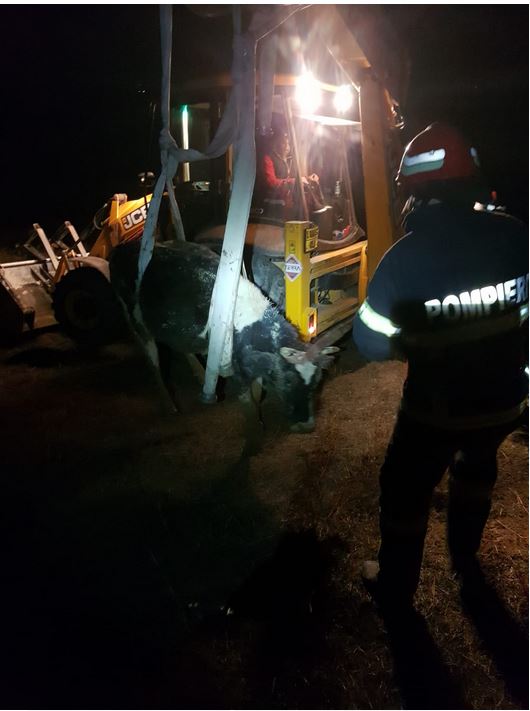 judetul tulcea operatiune de salvare a unui animal cazut intr o groapa galerie foto 713607