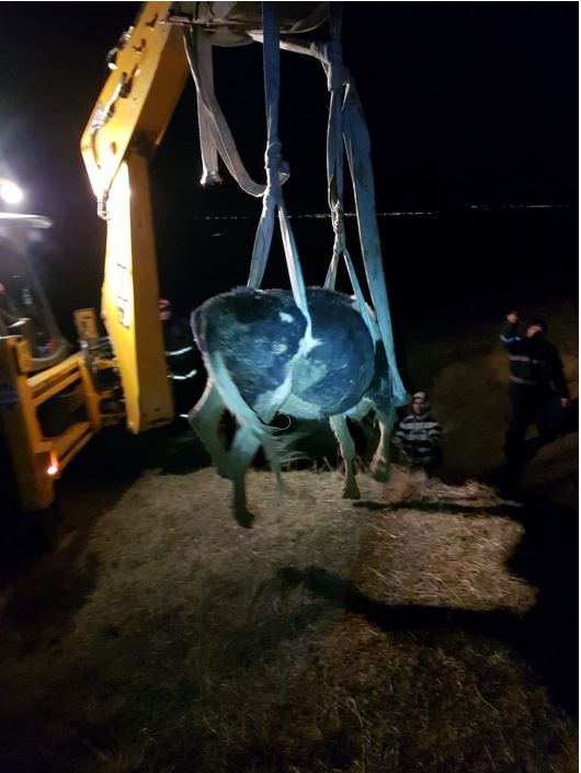 judetul tulcea operatiune de salvare a unui animal cazut intr o groapa galerie foto 713607