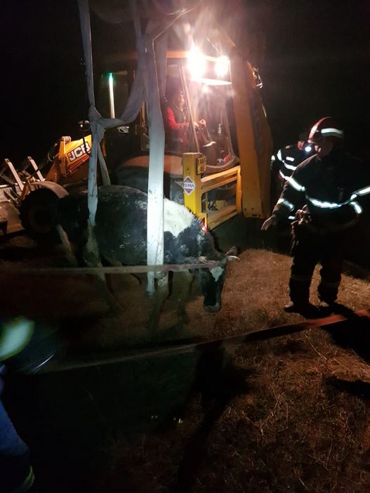 judetul tulcea operatiune de salvare a unui animal cazut intr o groapa galerie foto 713607