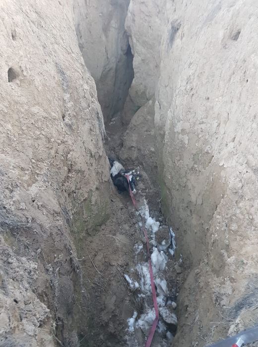 judetul tulcea operatiune de salvare a unui animal cazut intr o groapa galerie foto 713607