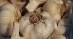 Ce se întâmplă dacă consumi zilnic usturoi