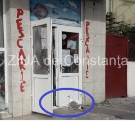 Imaginea zilei Constanța. Pescărușul Costică-clientul permanent al unei pescării din Piața Griviței