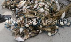 Peste 100 kg peşte confiscate de polițiștii de frontieră