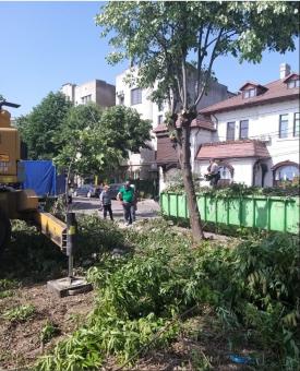 Sturdy Survival budget Continuă lucrările de toaletare și corecție a arborilor, în municipiul  Constanța (galerie foto)